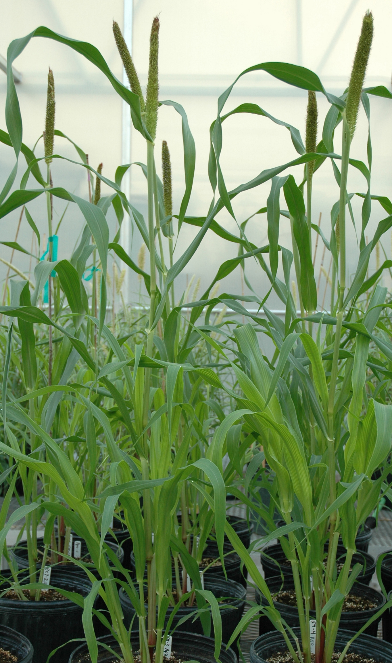 Transgenic Pearl Millet Plants New Encyclopedia