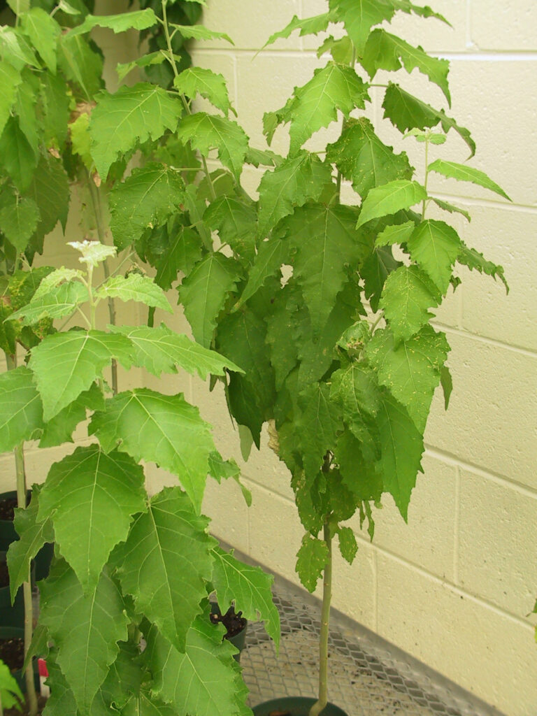 Transgenic Yellow Poplar