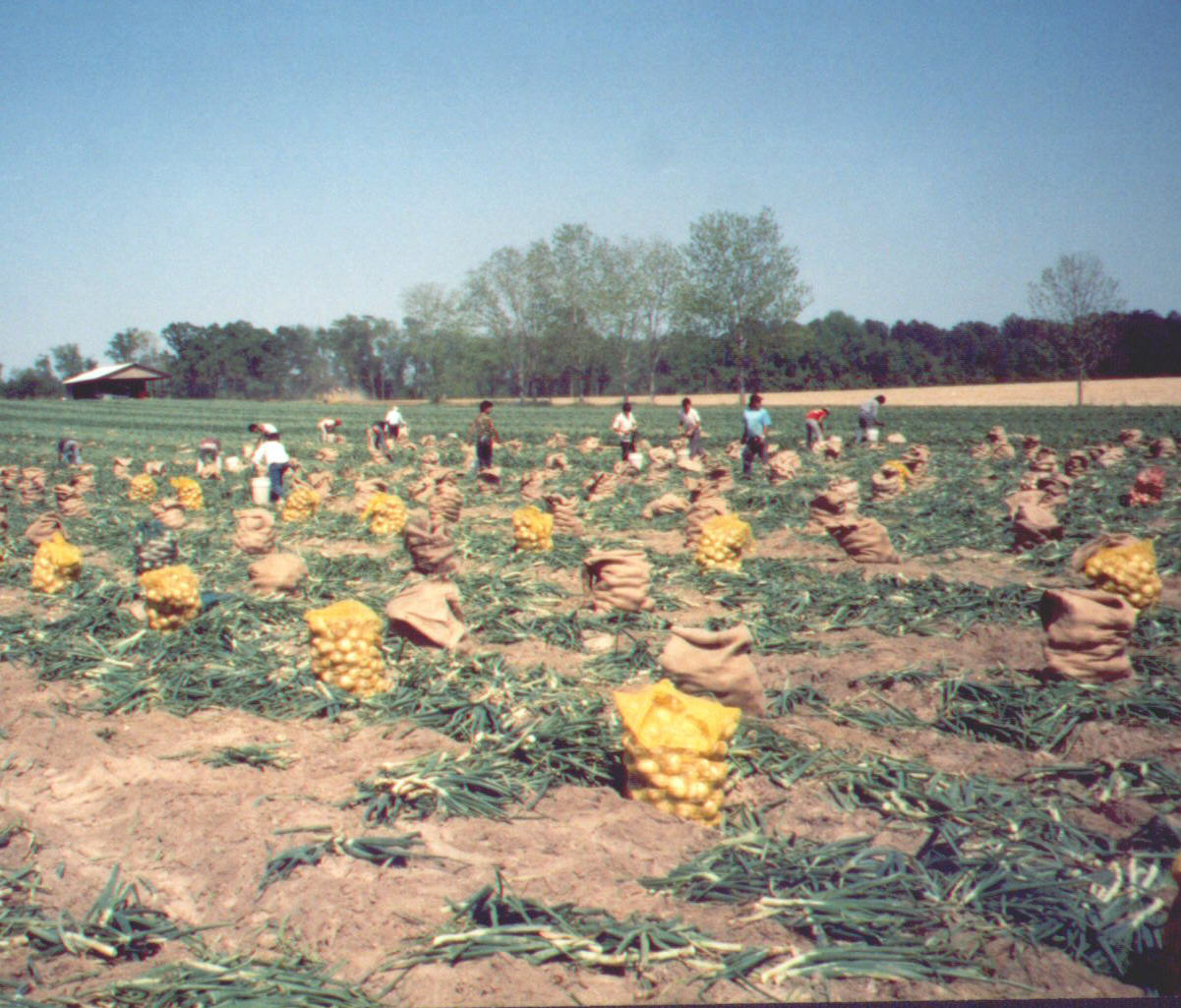 Vidalia Onion Harvest