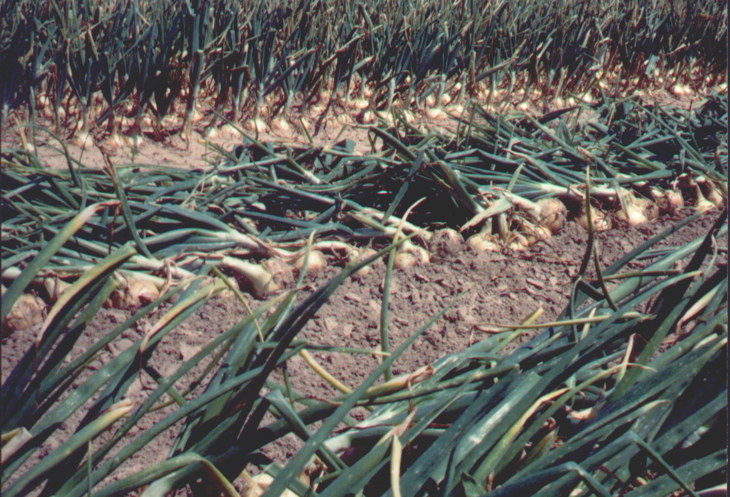 Vidalia Onion Harvest