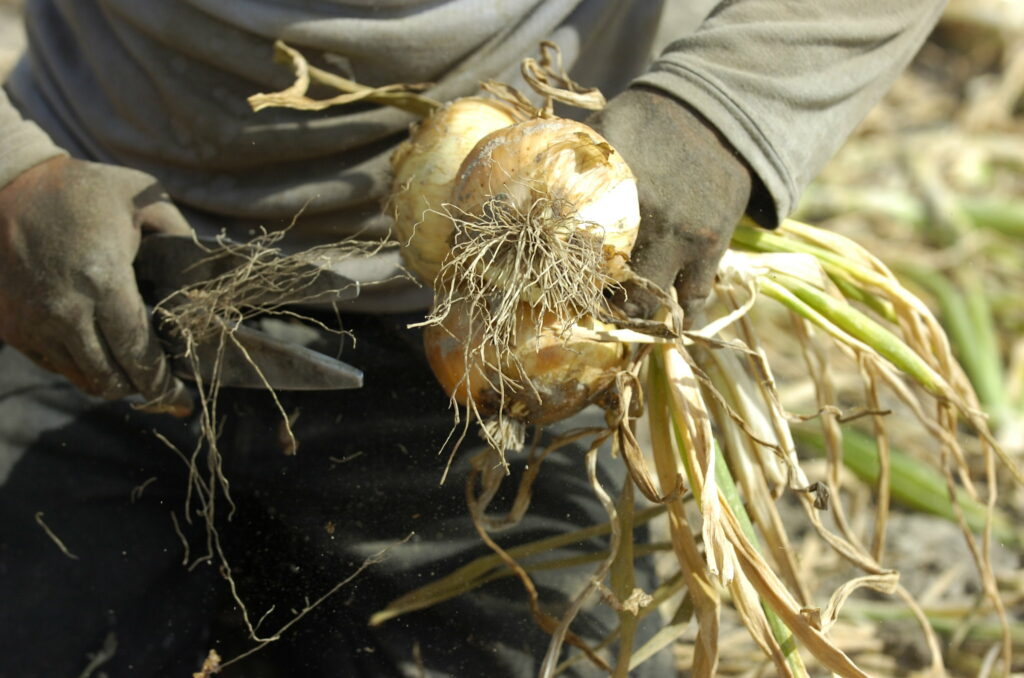 Vidalia Onions