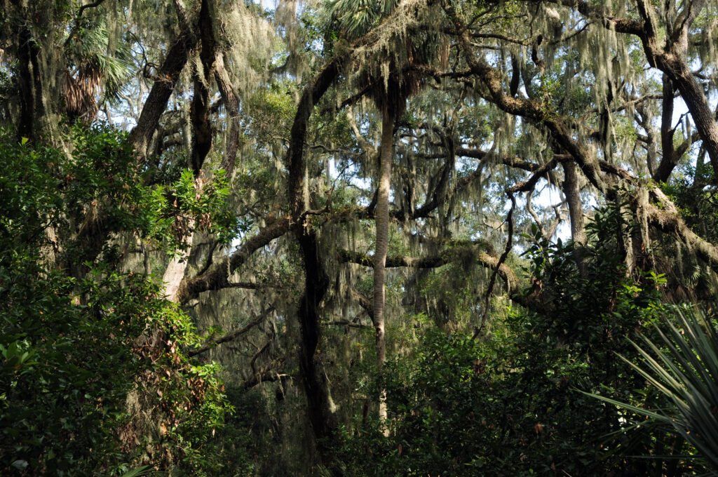 Wassaw Island Forest