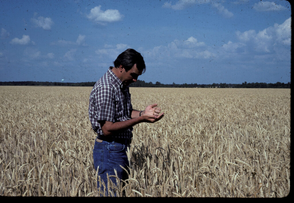 Wheat Farmer