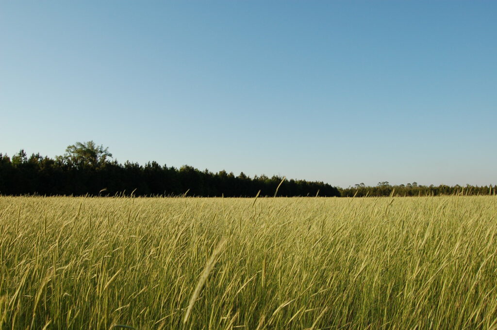 Wheat Field