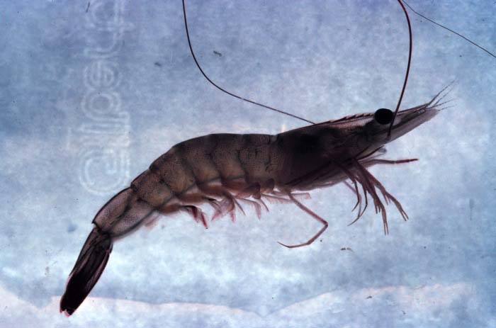 White Shrimp