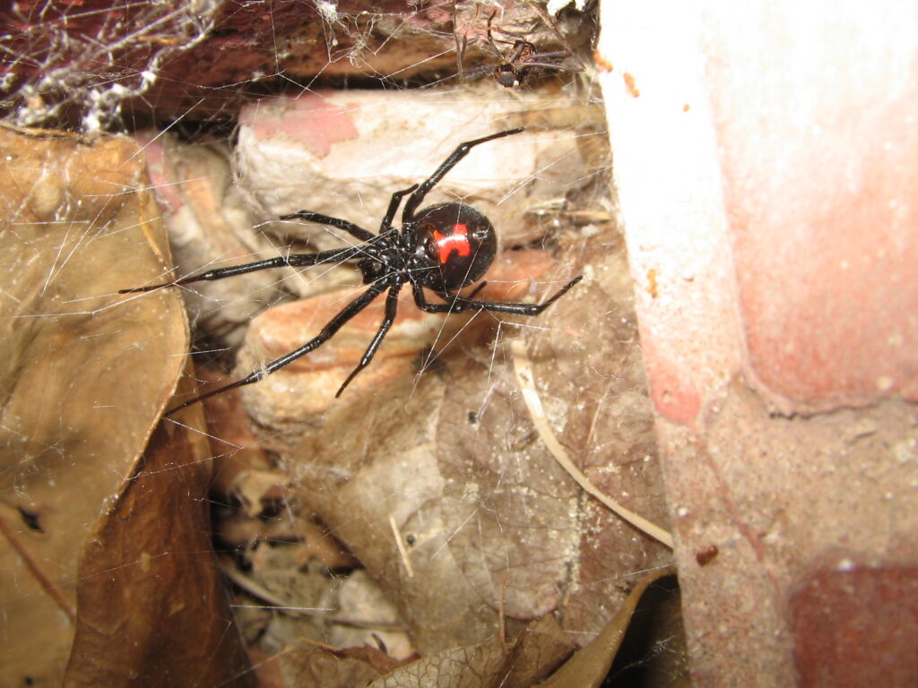 Widow Spider
