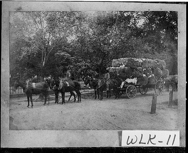 Wilkes County Cotton
