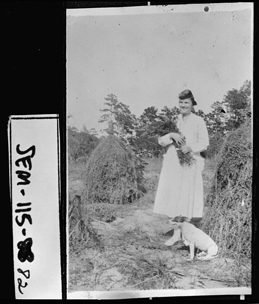 Seminole County Peanut Field