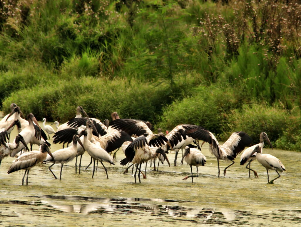 Wood Storks