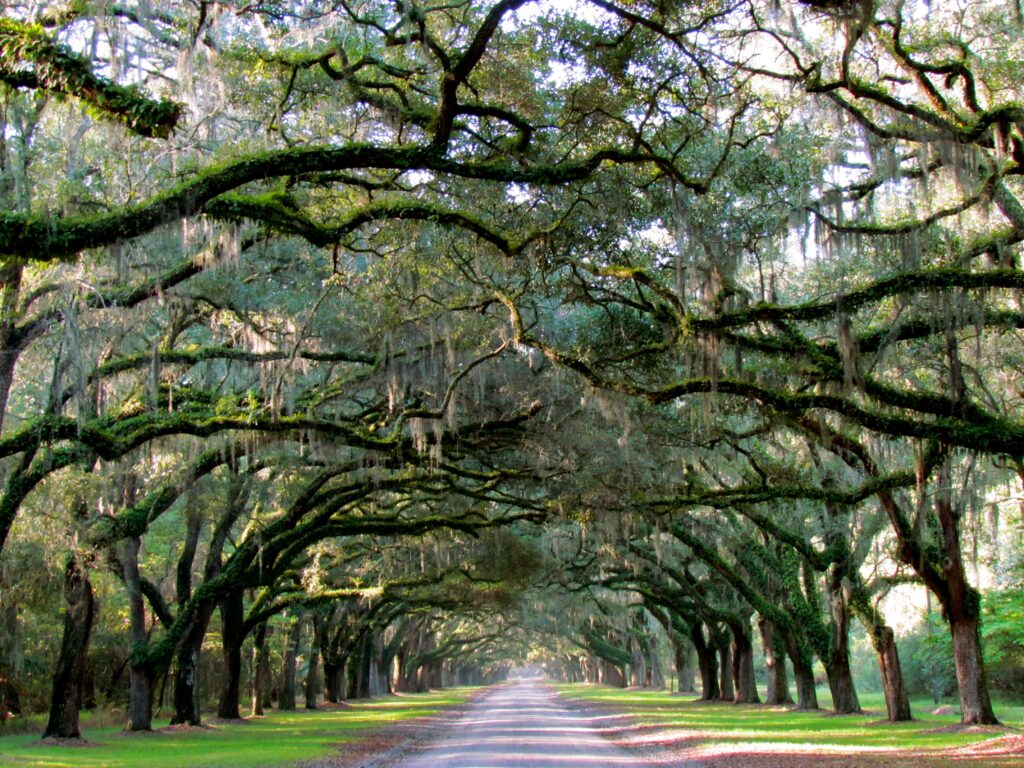 Wormsloe Entrance