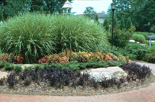 Home Gardening  UGA Cooperative Extension