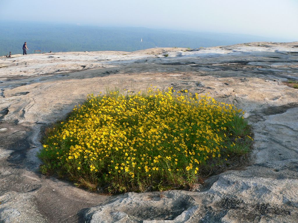 Stone Mountain Yellow Daisies