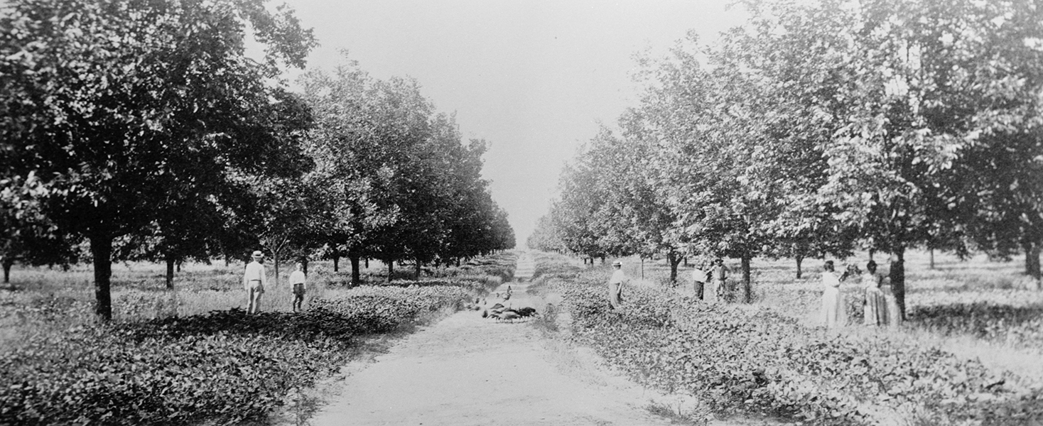 Barnwell Pecan Orchards