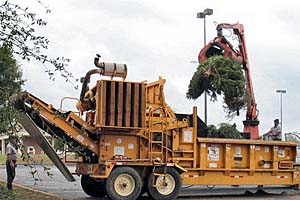 Christmas Tree Chipping