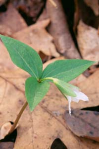 Trillium persistens