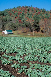 Cabbage Farm
