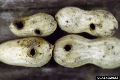 Peanut Damage