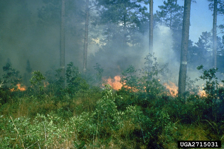 Prescribed Fires