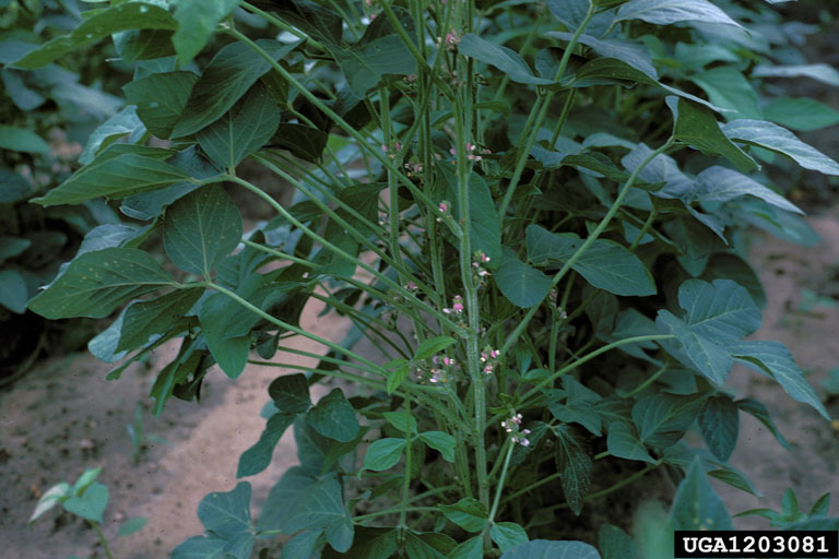 Soybeans